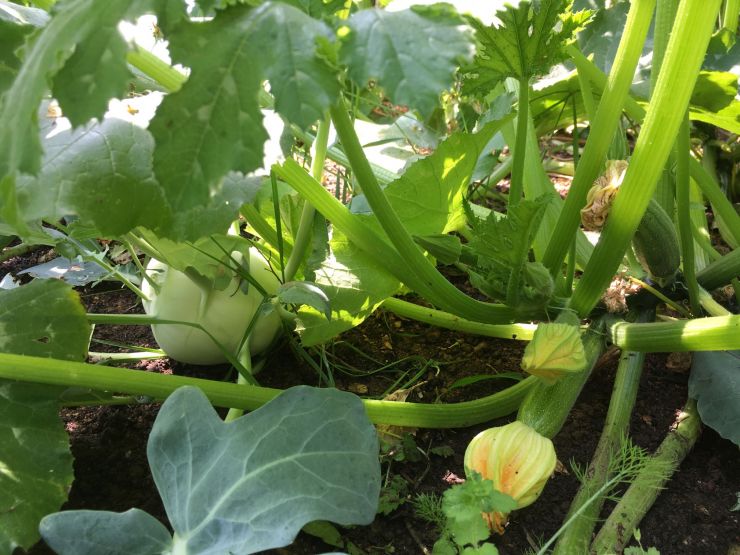 Kohlrabi_GrosseSchuelerk.jpg